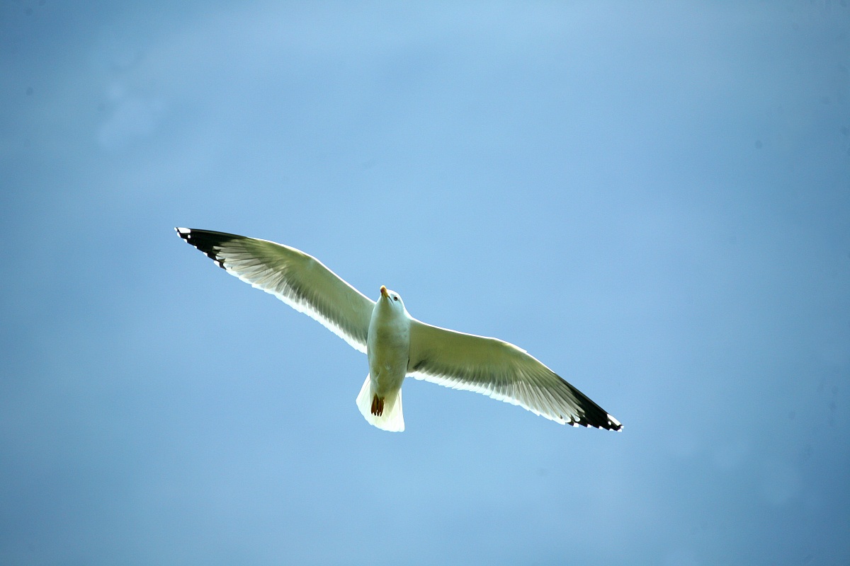 Herring Gulls, Valtenesi Parcod and Sasso