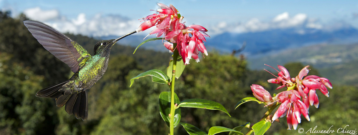 Fiori, monti e colibri.....