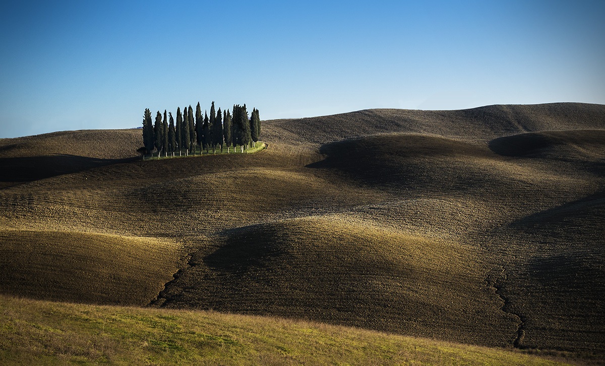 Cipressi. Toscana: Val d'Orcia