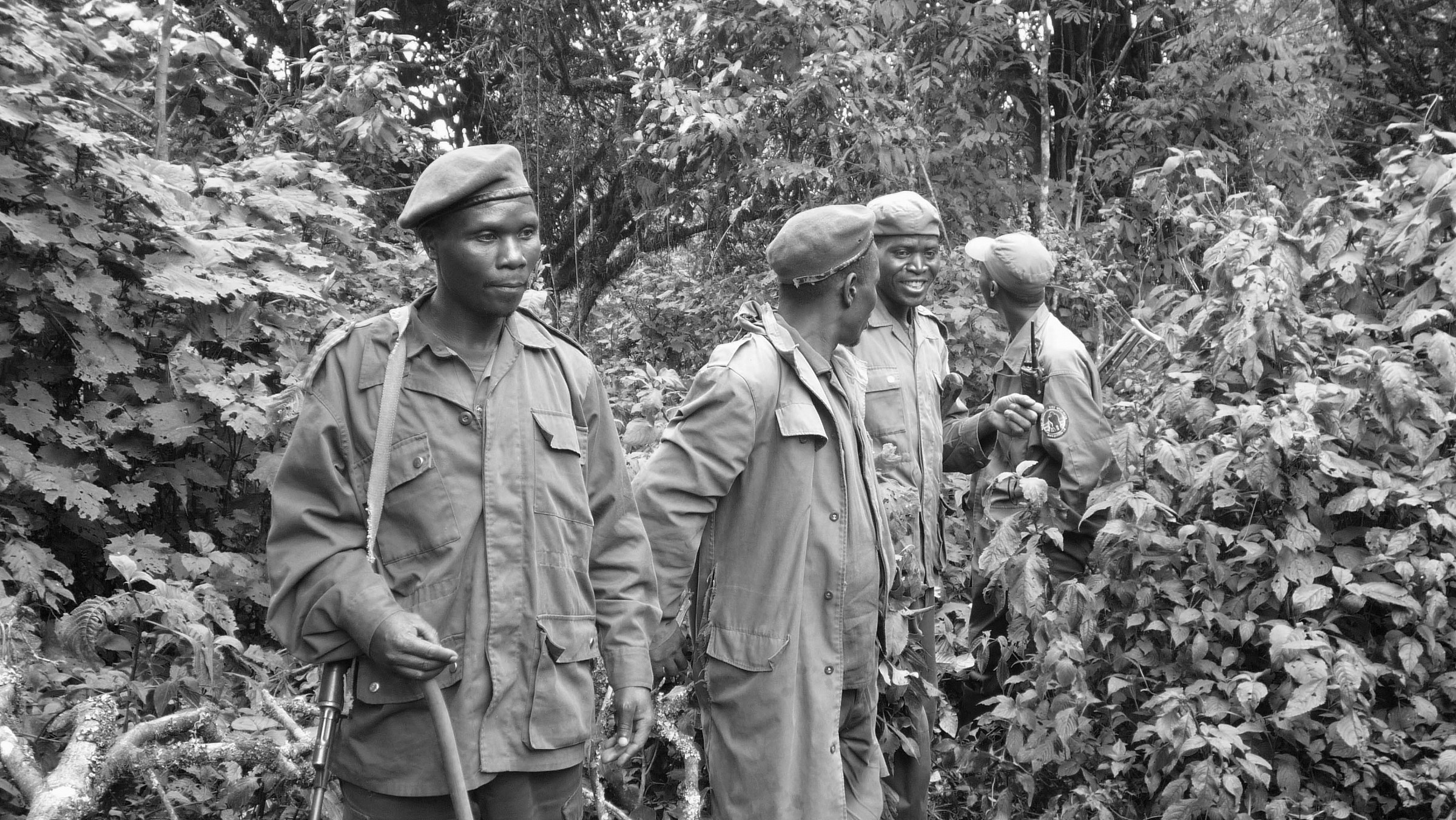 In search of gorilla