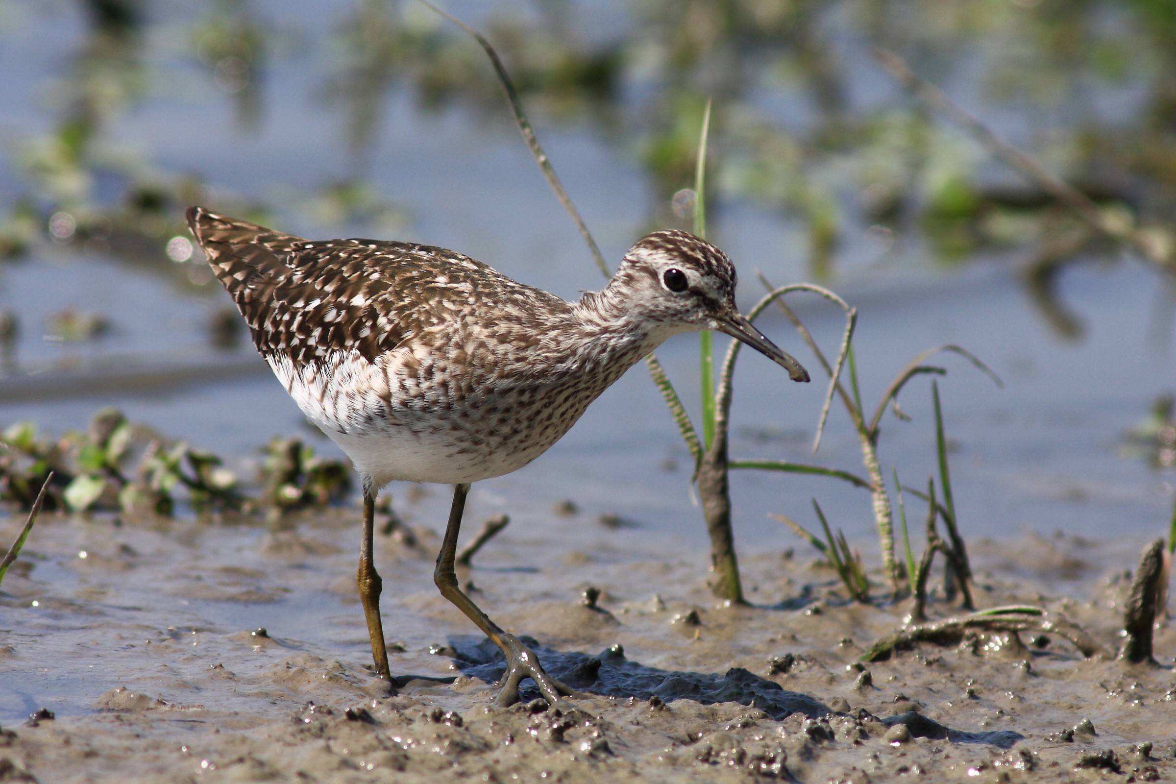 Piro piro boschereccio