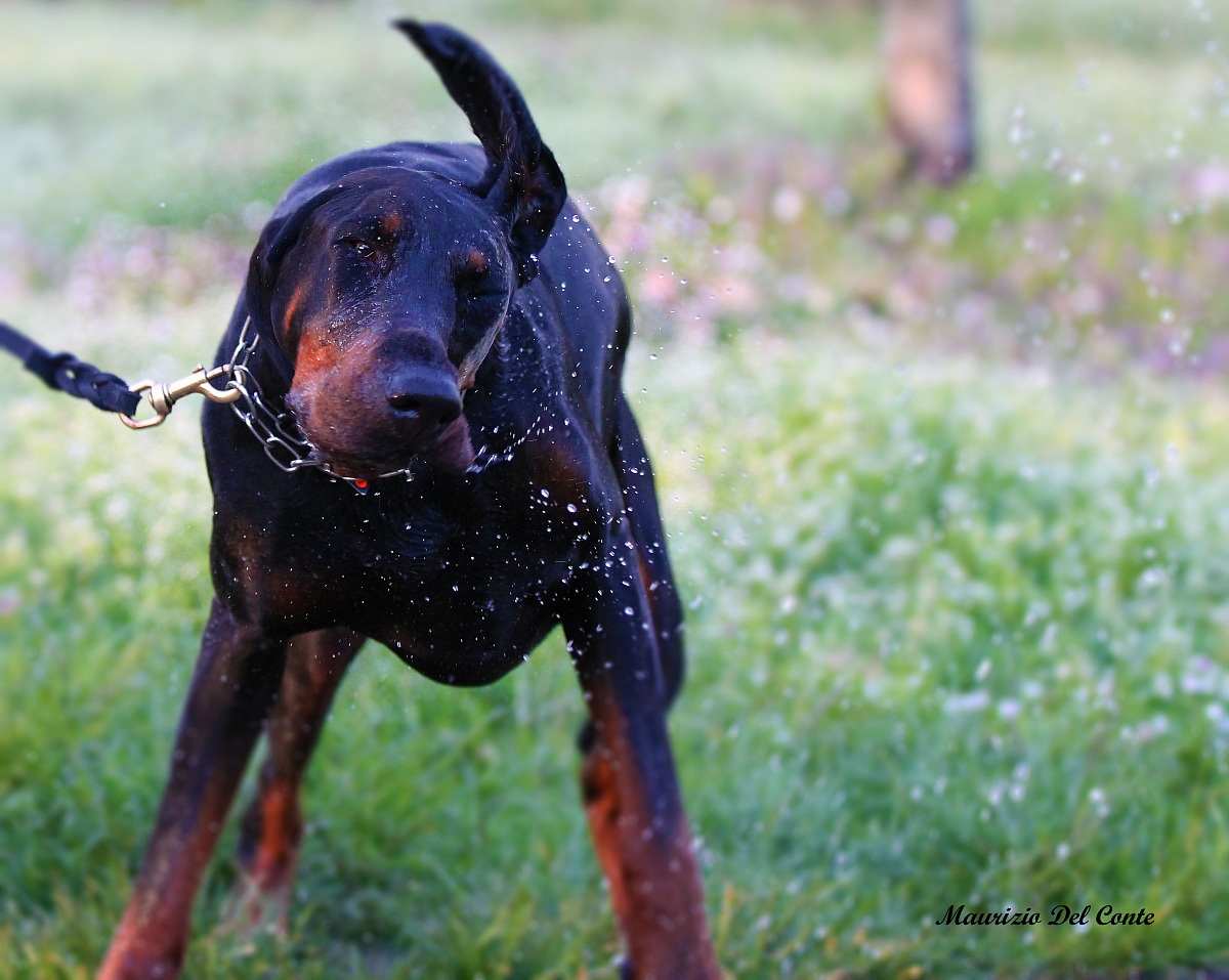 Diva and 1000 sketches ...