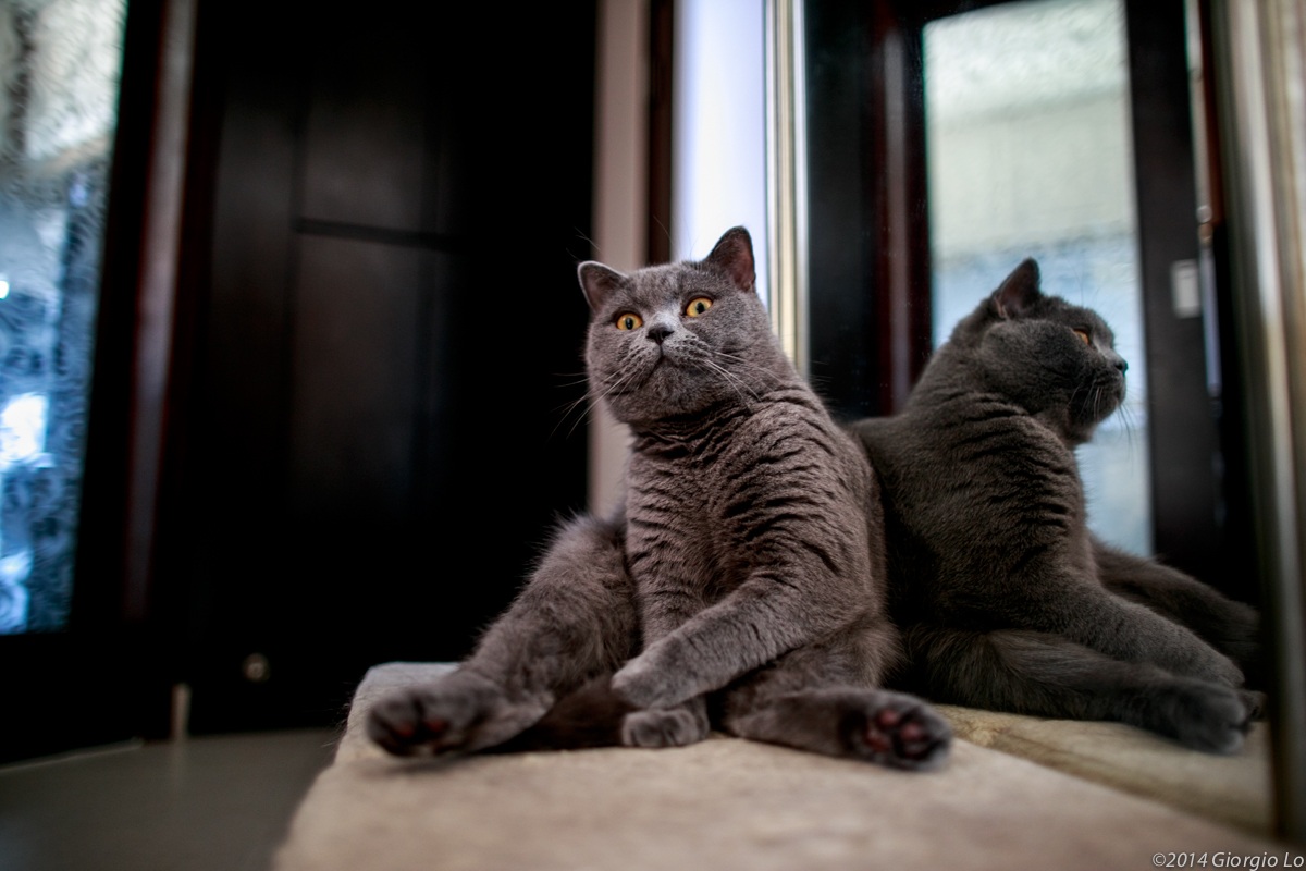 Mai visto un gatto seduto!