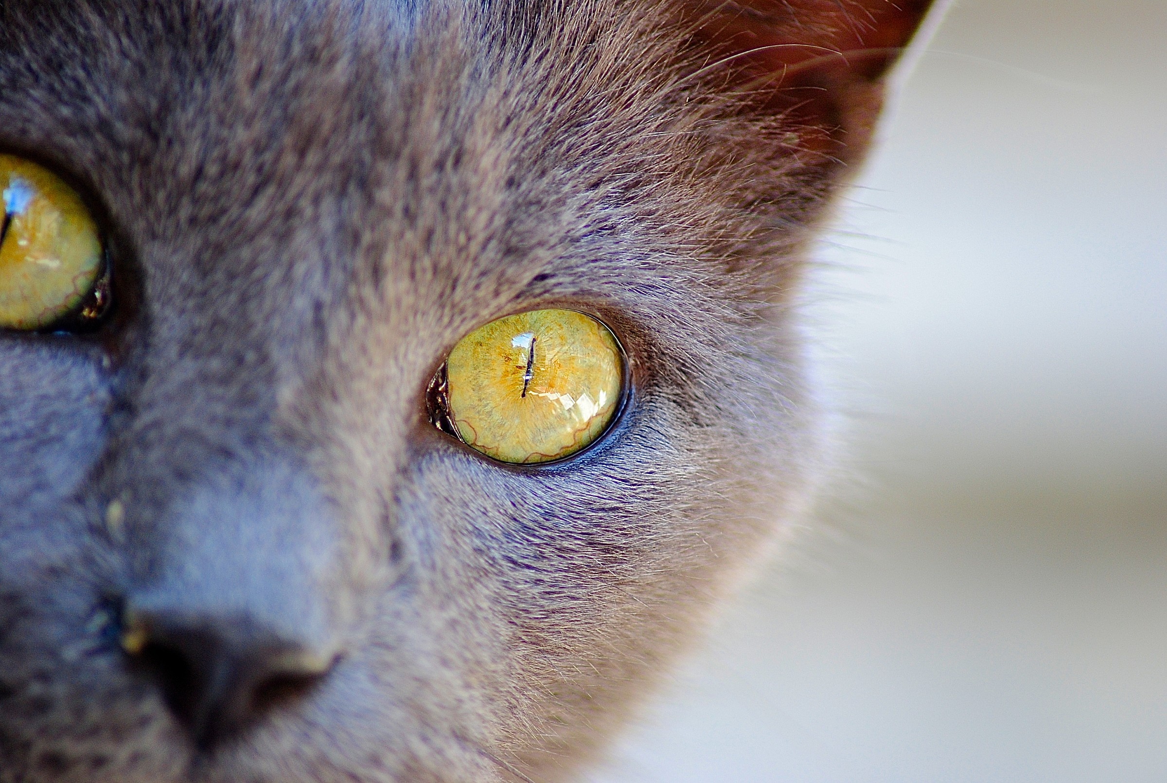 Feline eye