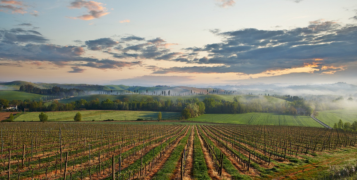 Cypress trees in single file