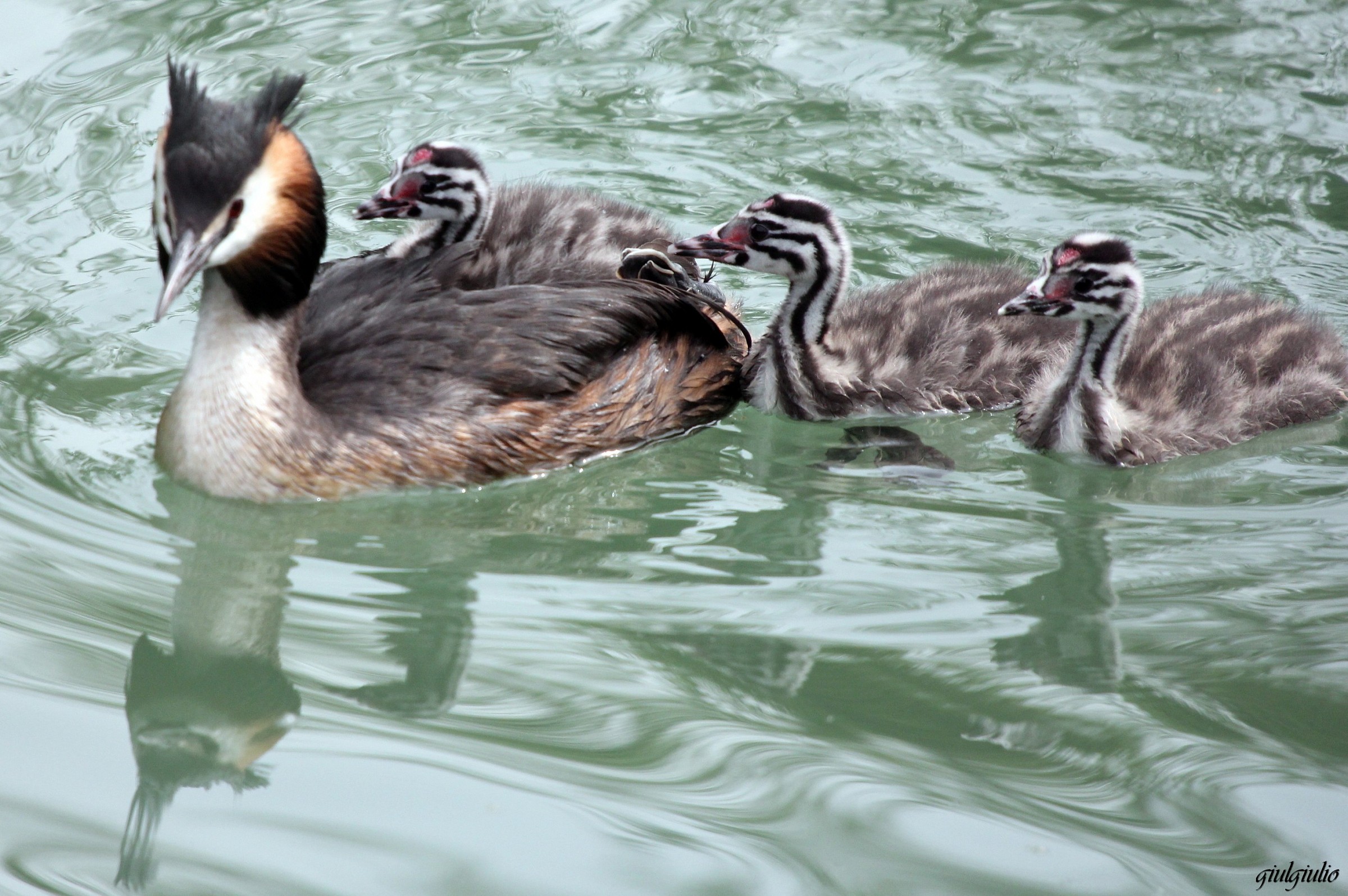 grebe with small