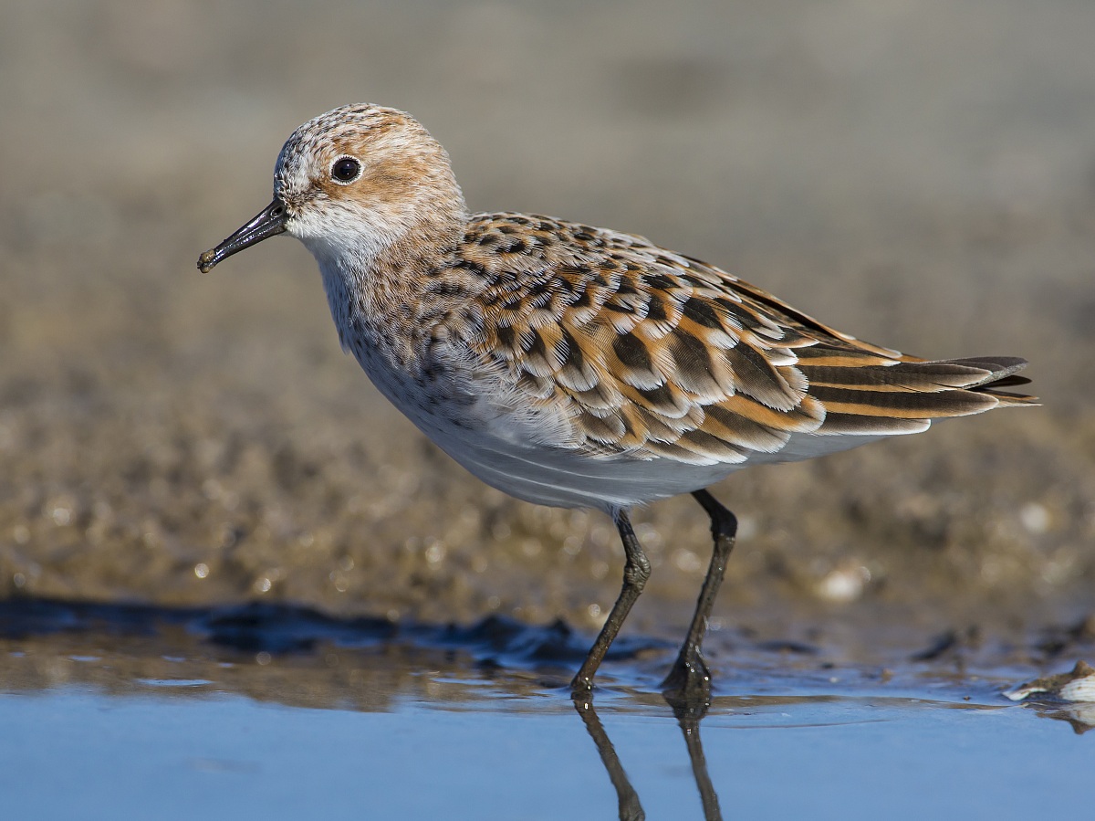 Ritratto di gambecchio