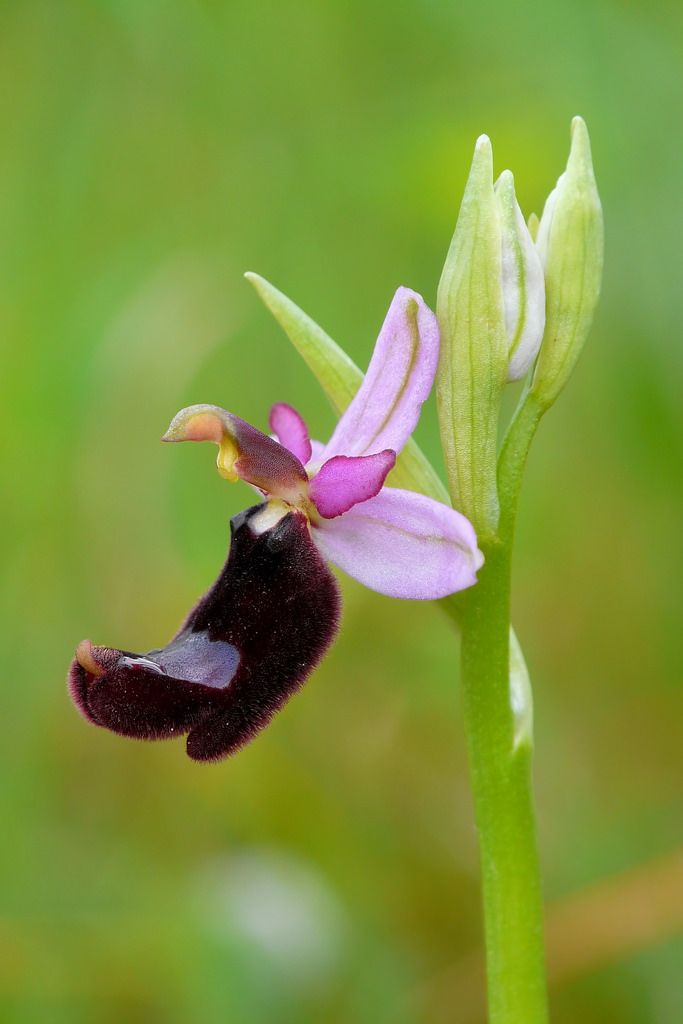 Ophrys romolinii