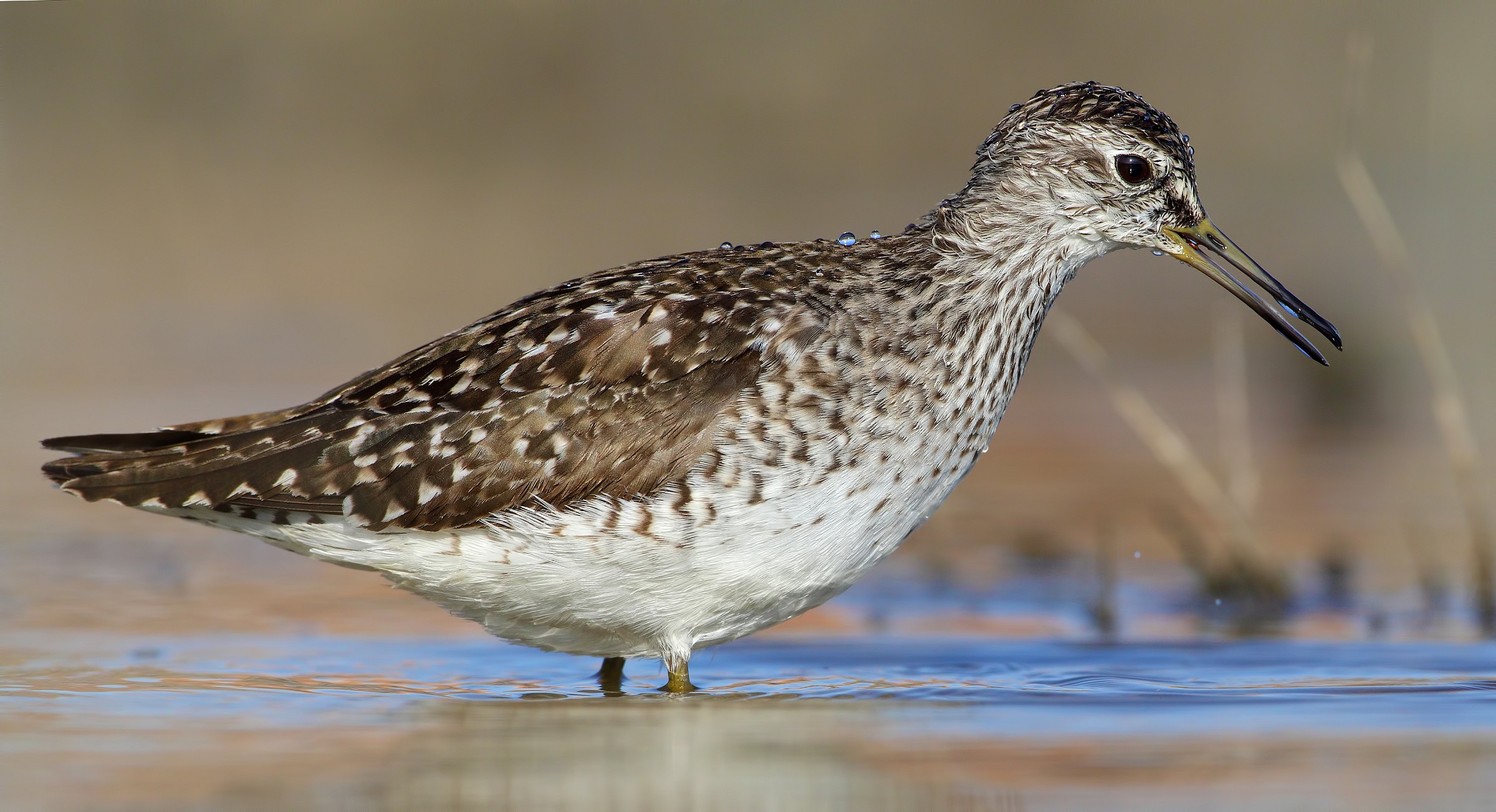 Fino all' ultima piuma ( boschereccio )