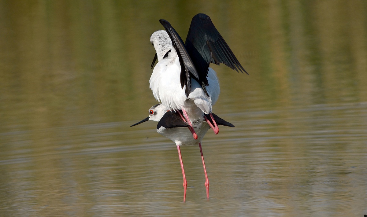 fai presto ci stanno guardando!!