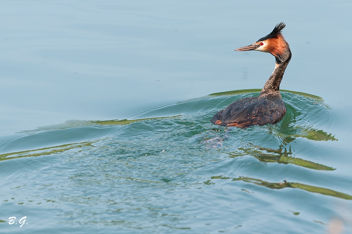Grebe in Ticino