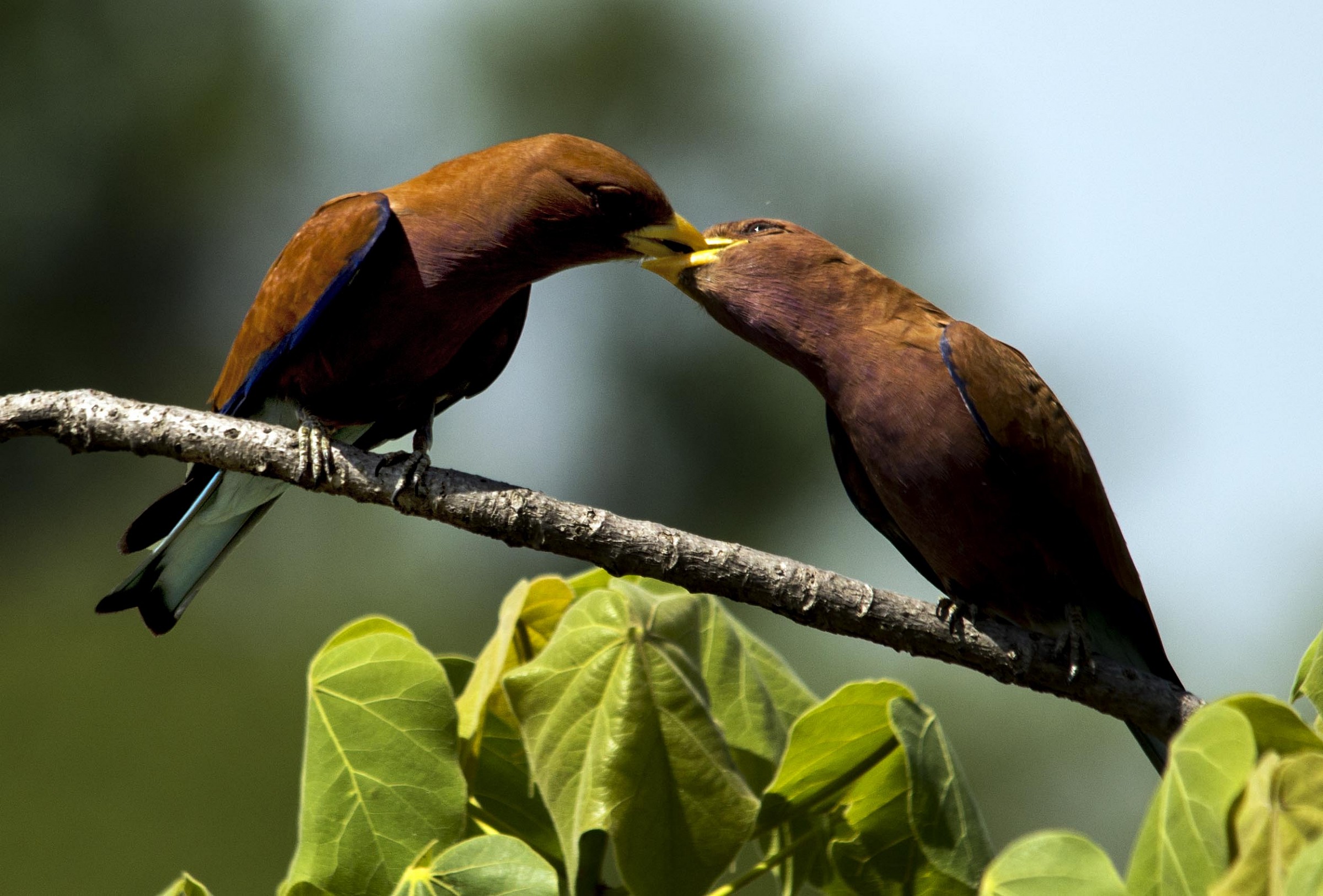 Eurystomus glaucurus