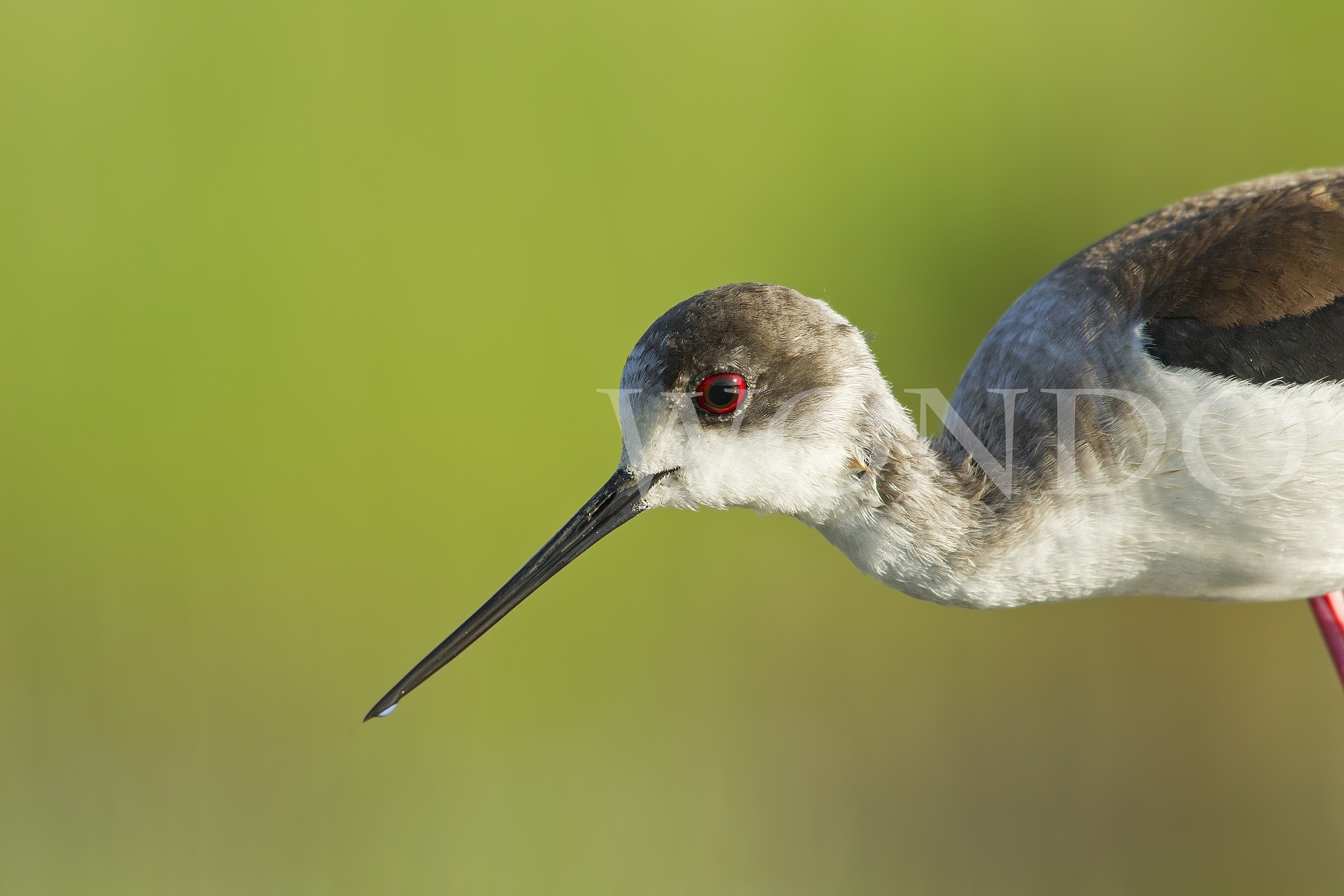 Portrait of a Knight