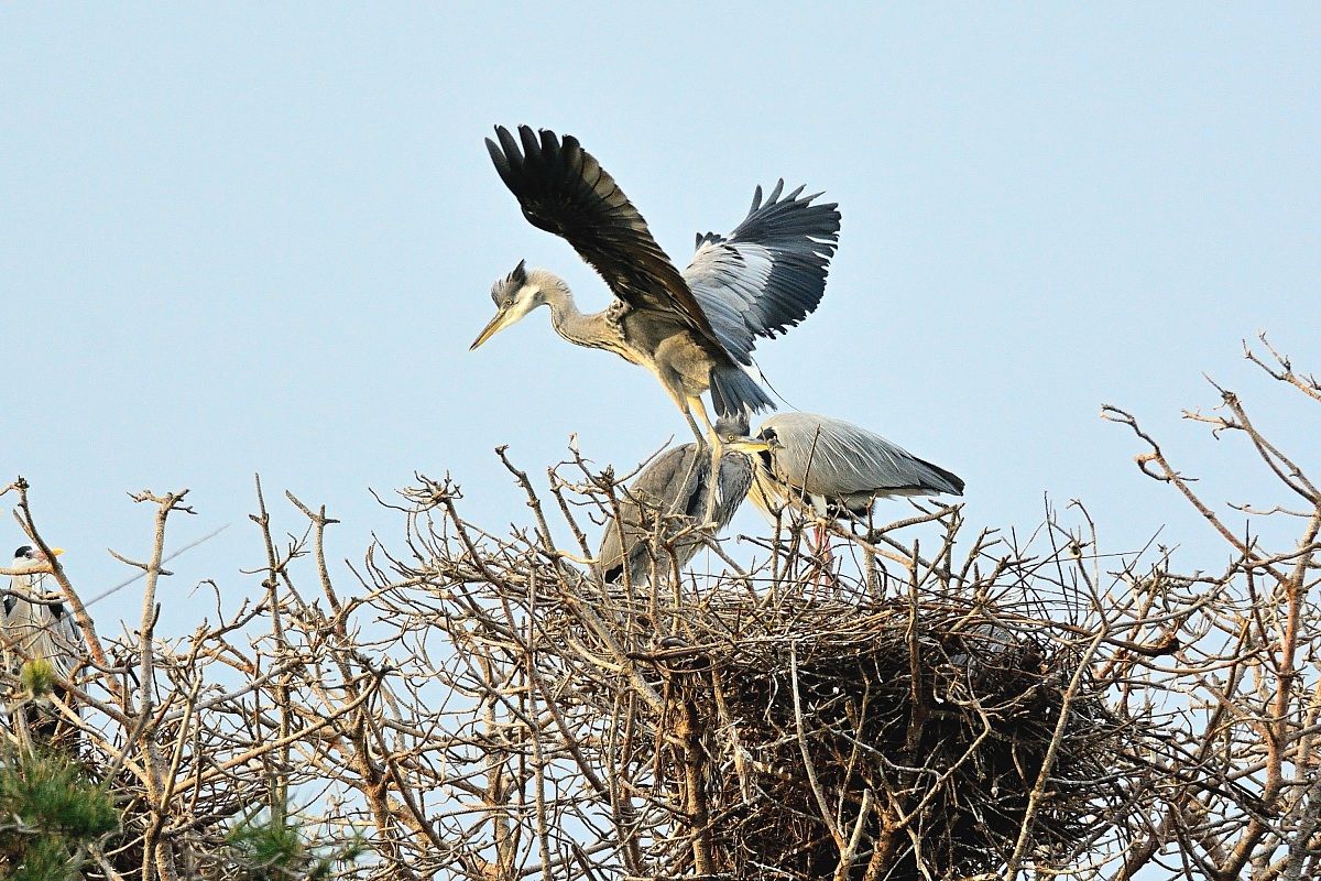 Grey Heron on Nest