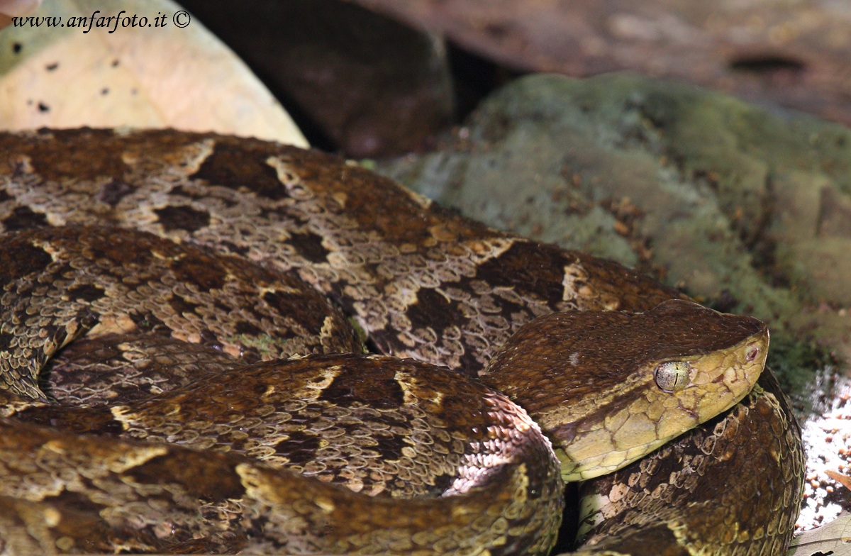 Slender hognose pit viper