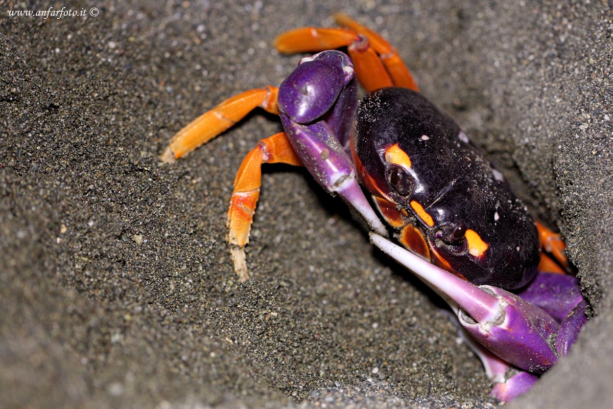Halloween crab
