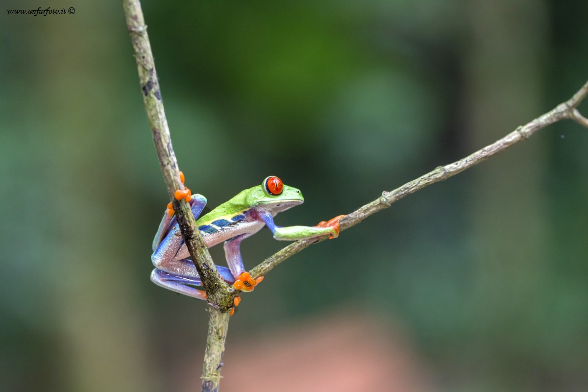Red-eyed tree frog (Agalychnis callidryas)