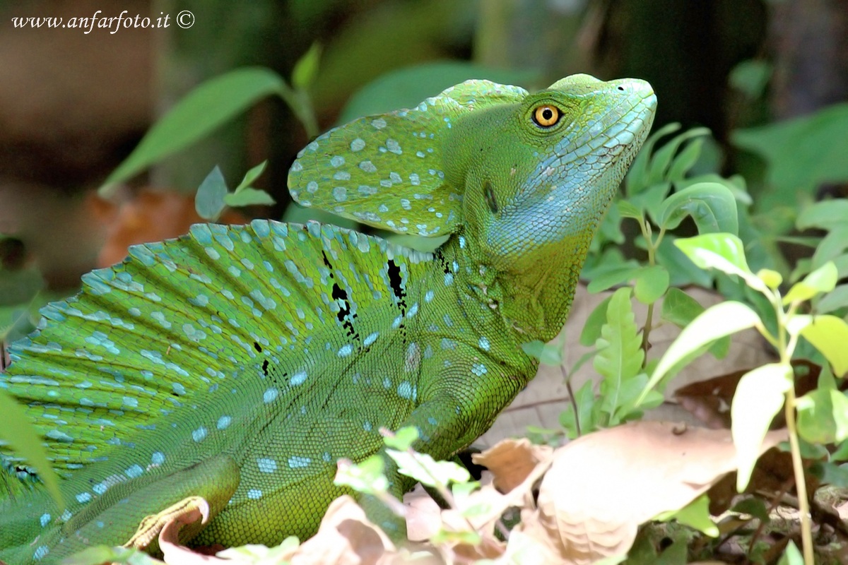 Basiliscus plumifrons