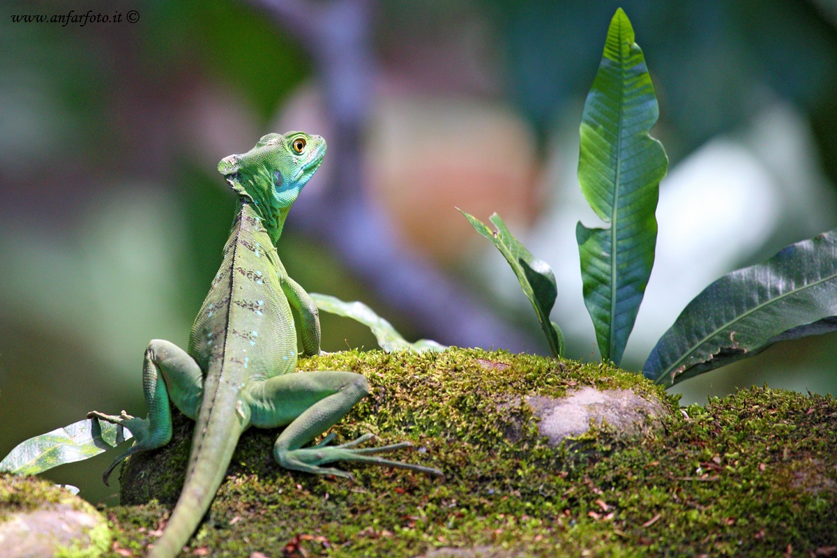 Basiliscus plumifrons