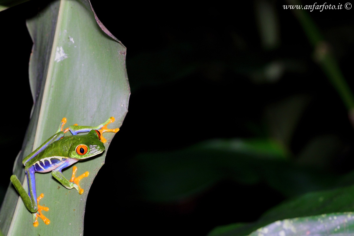 Red-eyed tree frog (Agalychnis callidryas)