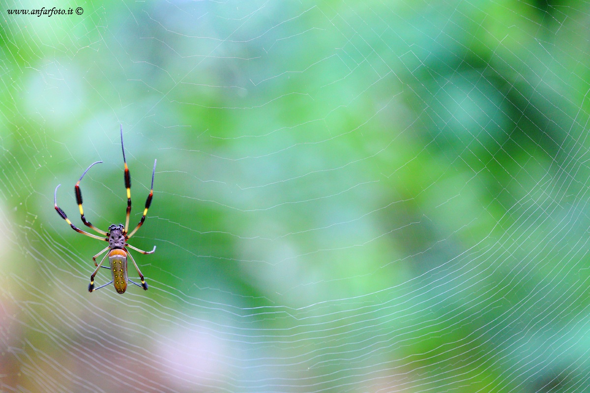 Golden Orb Spider