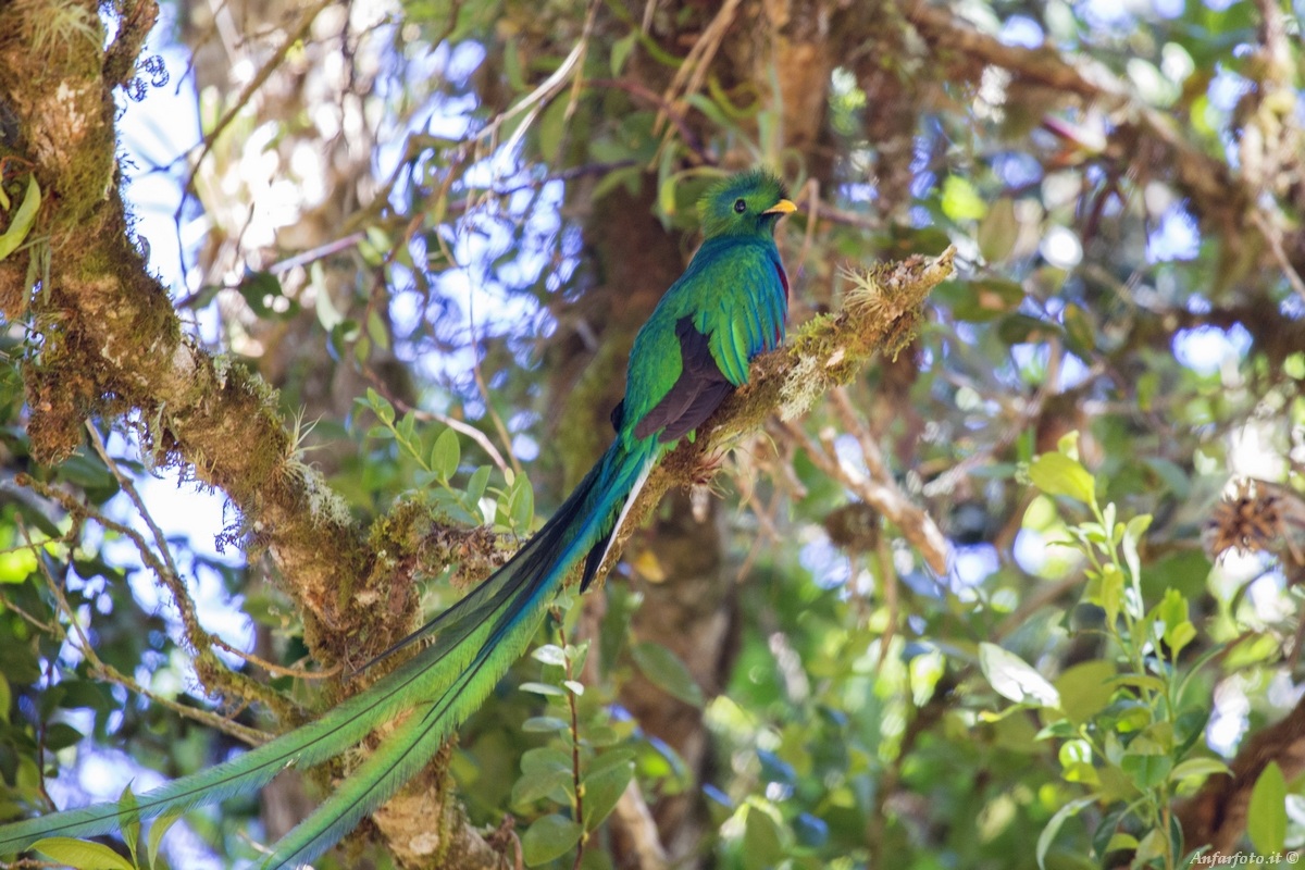 Quetzal (Pharomachrus mocinno)