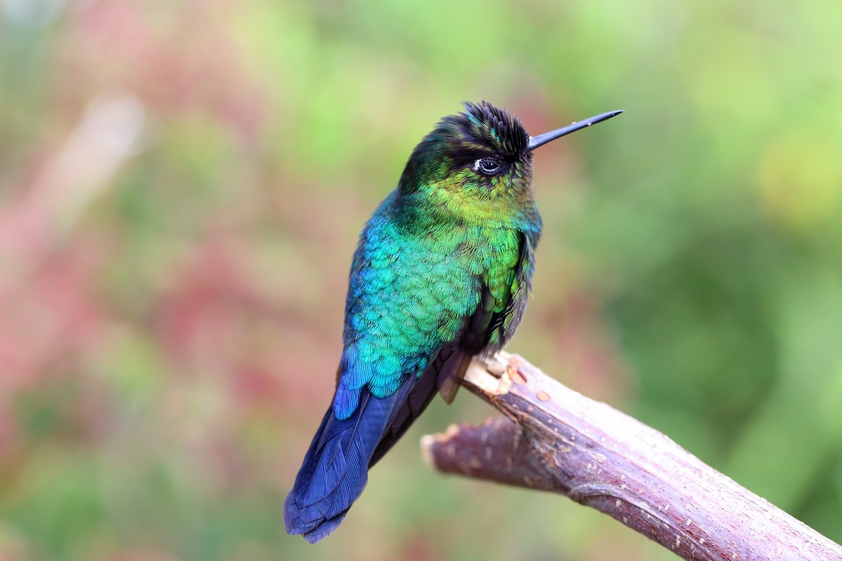 colibrì