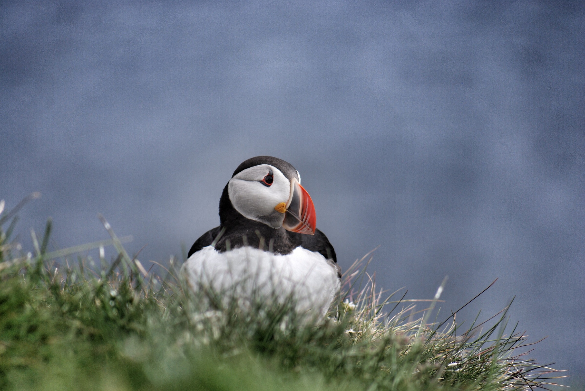 Unexpected pretty ferocious killers (Papey)