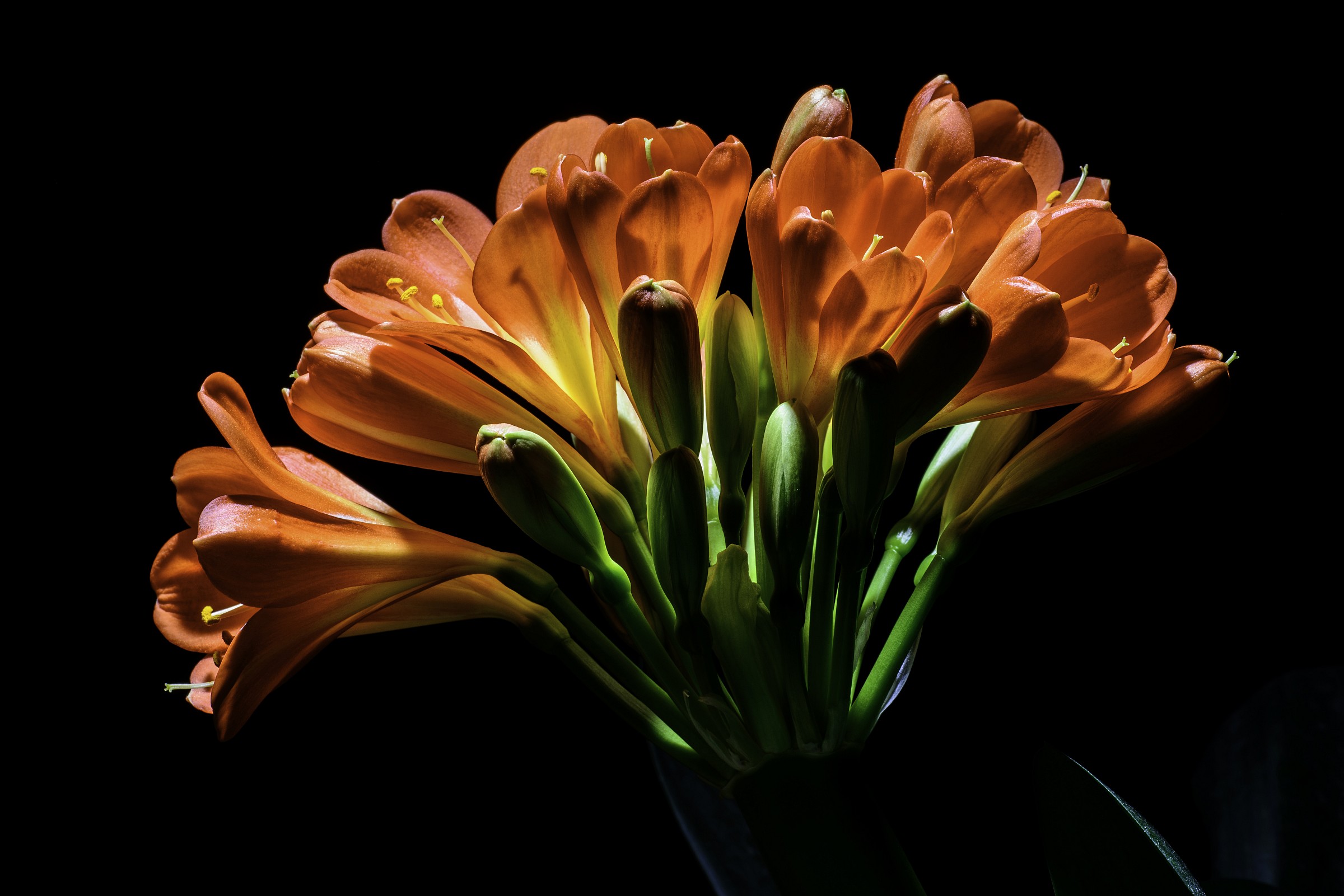 Passioni..............