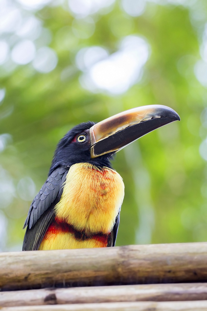 Collared Aracari