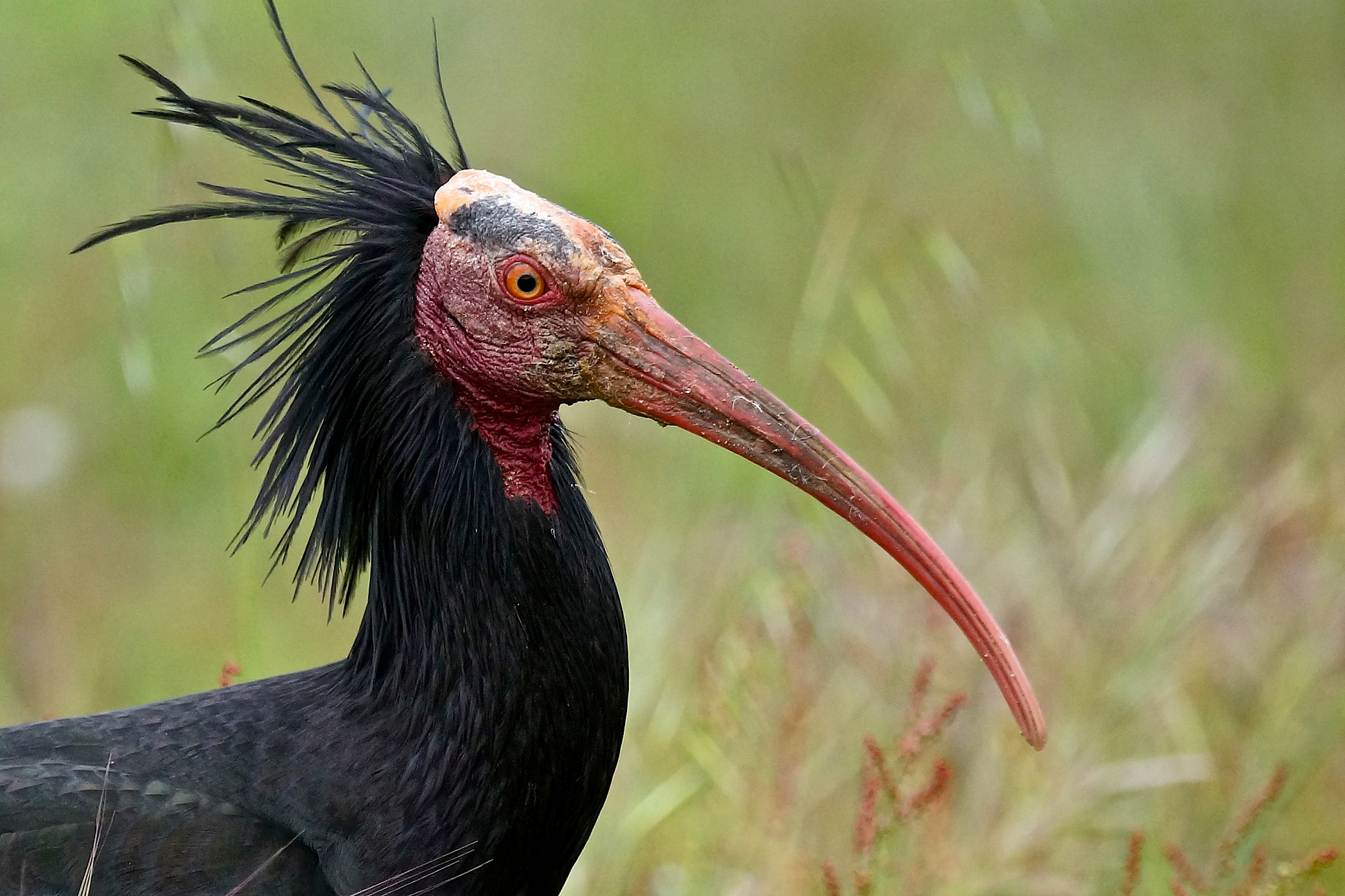 Hermit Ibis