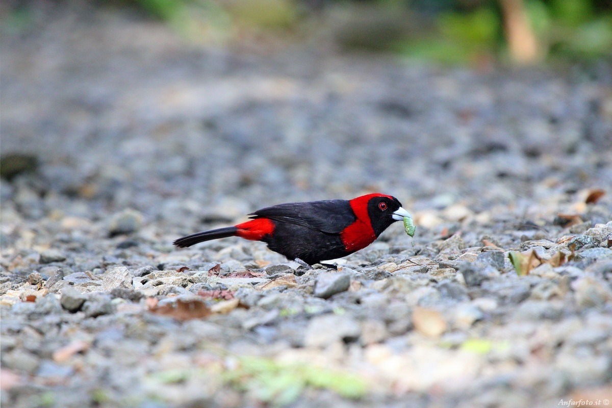 Crimson Collared Tanager con preda