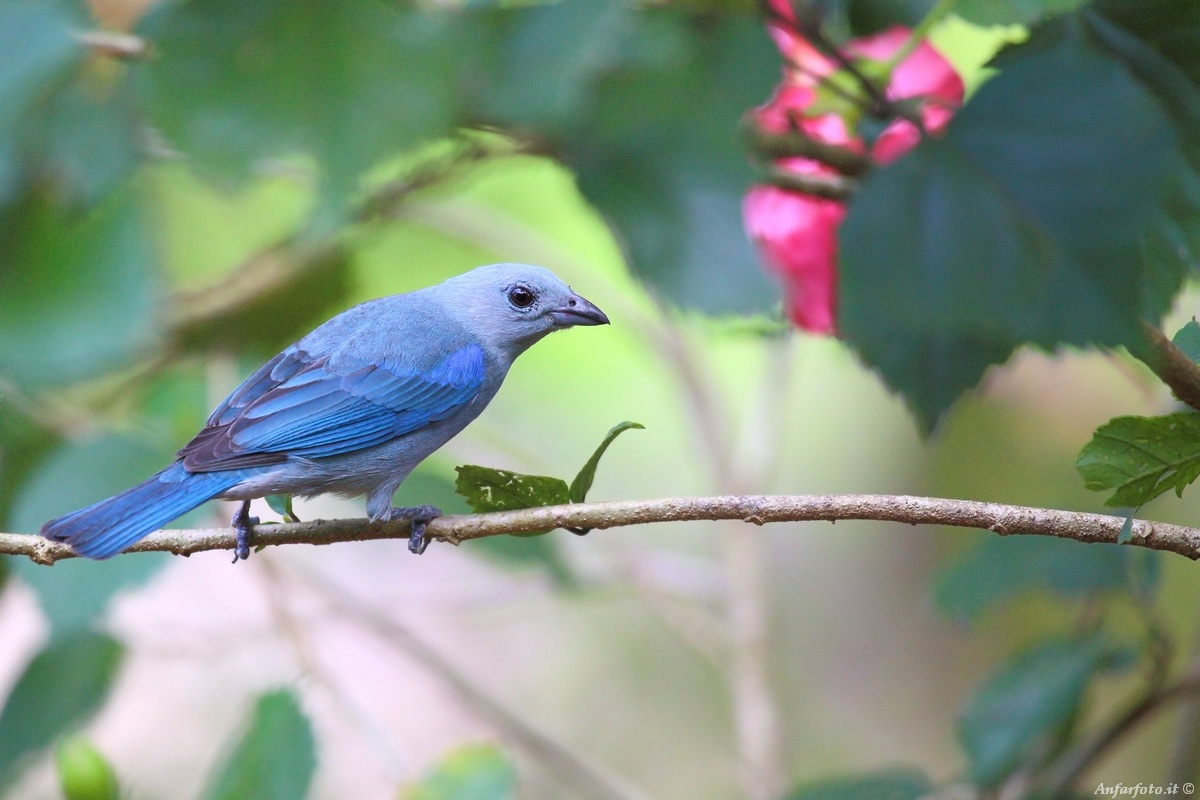 Blue-gray Tanager