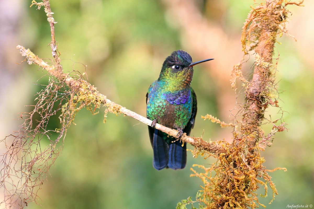 Colibrì
