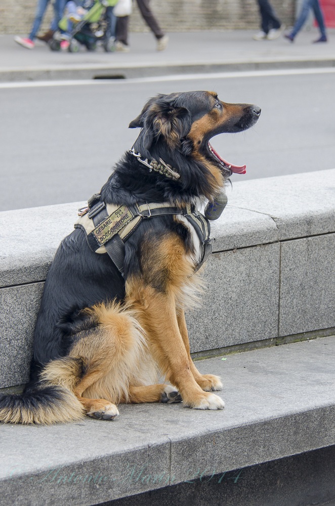 Cesare il cane di soccorso