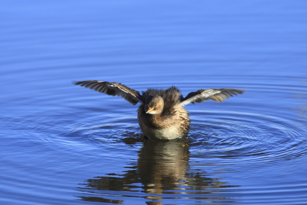Little Grebe