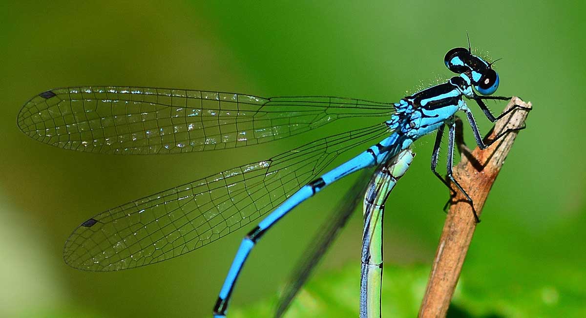 Platycnemis pennipes