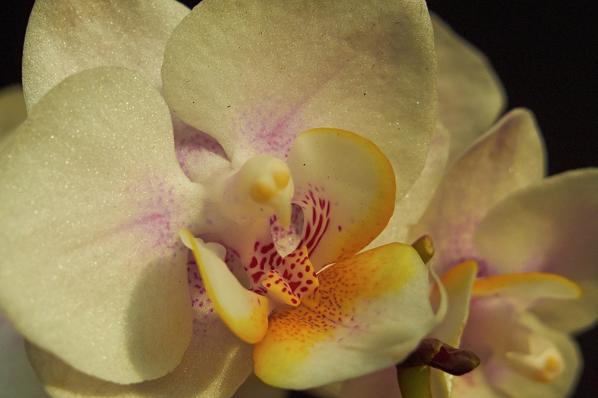 Orchidea al tramonto