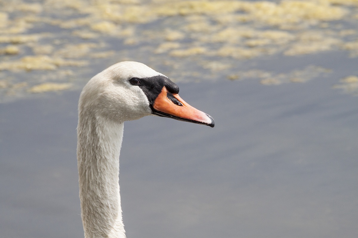 Ritratto di superbia