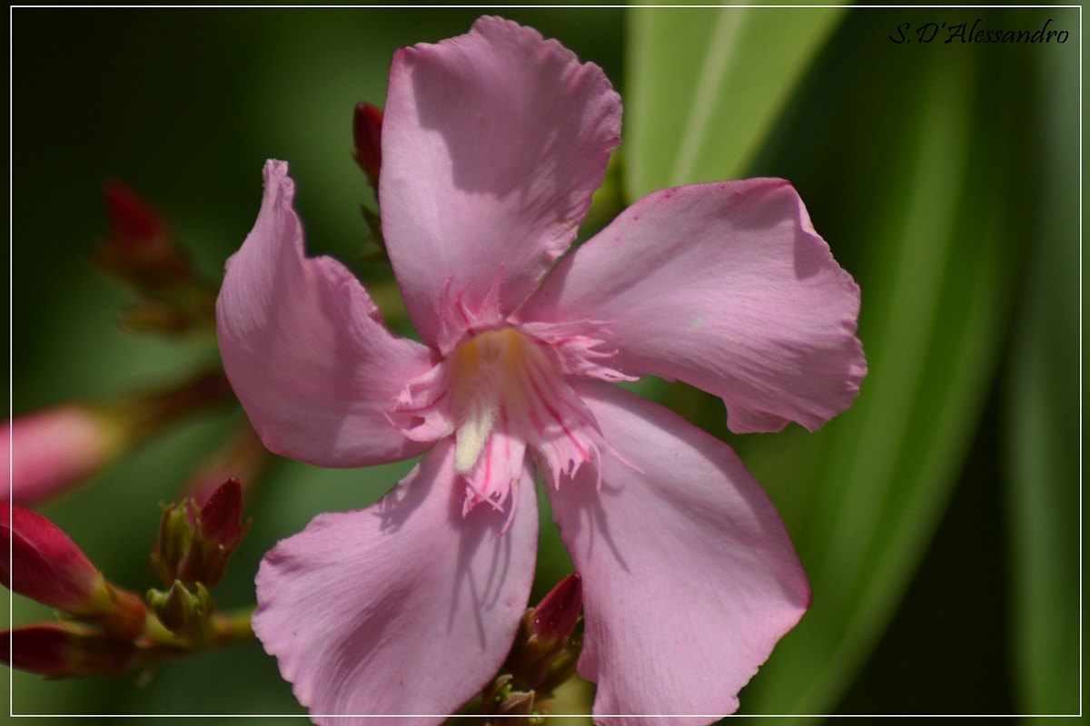 macro in the Virgilian