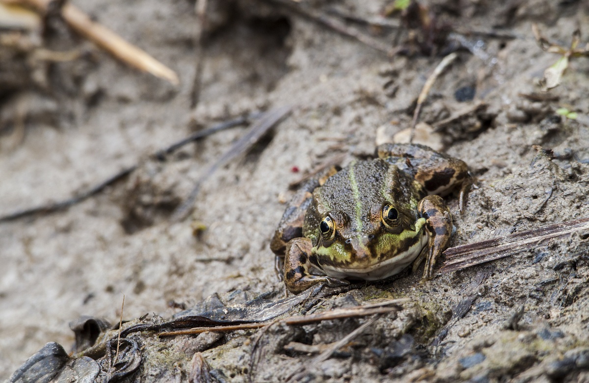 gracidando nel fango