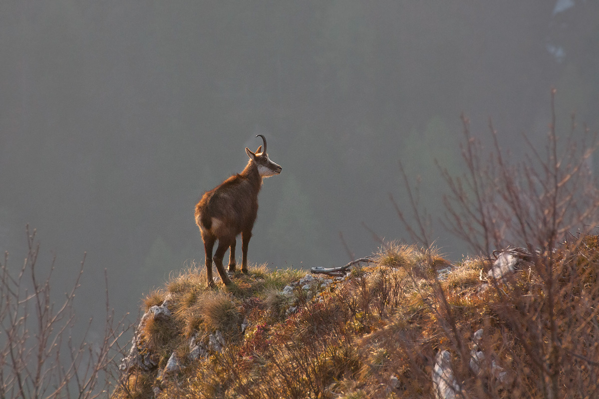 Camoscio al primo sole