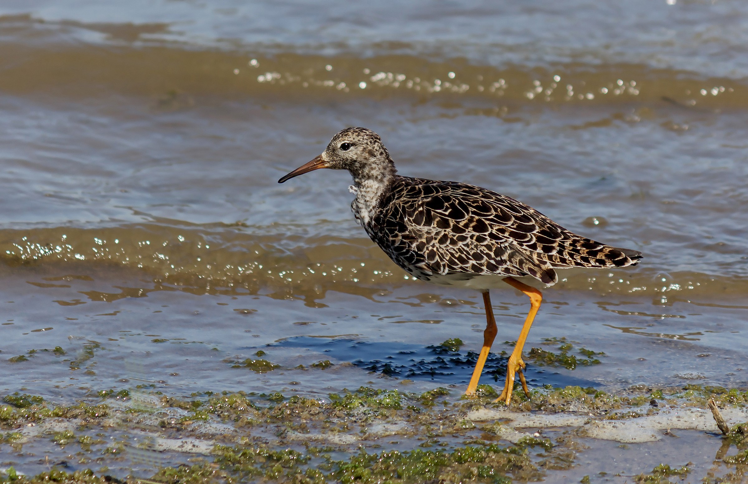 Combattente in abito estivo...