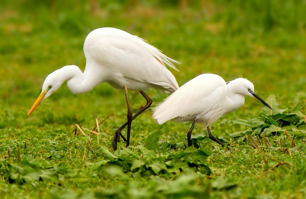 Airone Bianco e Garzetta:Dimensioni a confronto