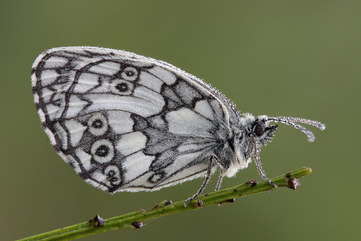 melanargia galathea