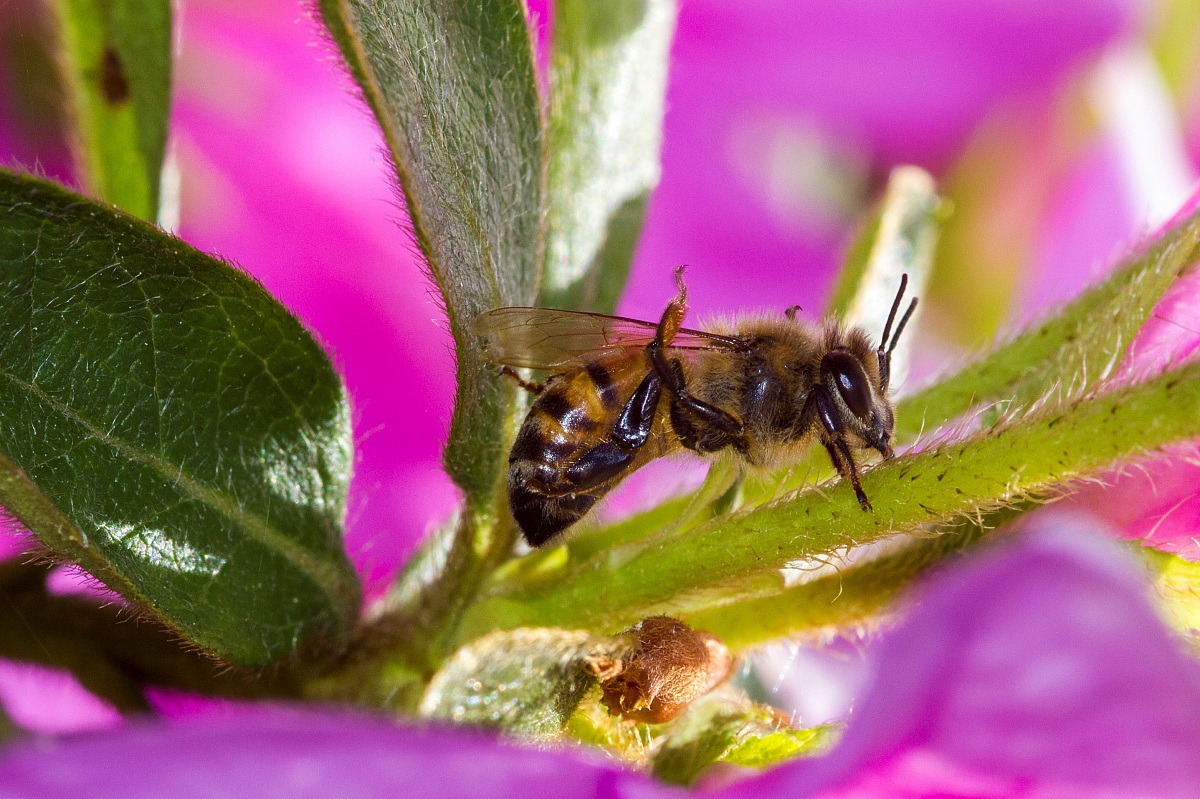 Bee-Snack!