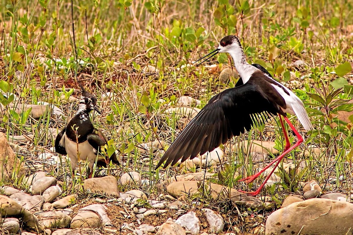 Cavaliere D'italia  Pavoncella:La difesa del territorio