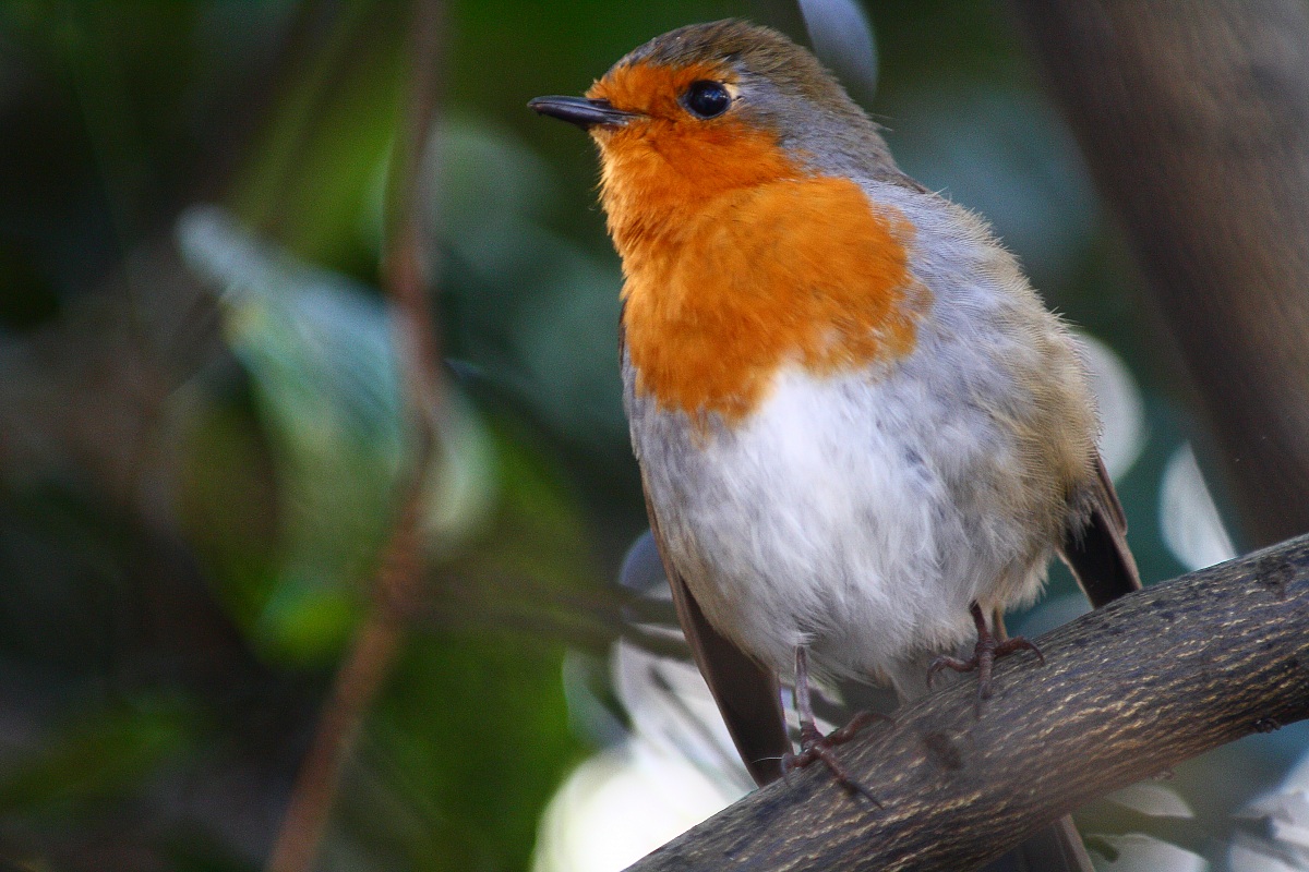 Pettirosso nel mio giardino