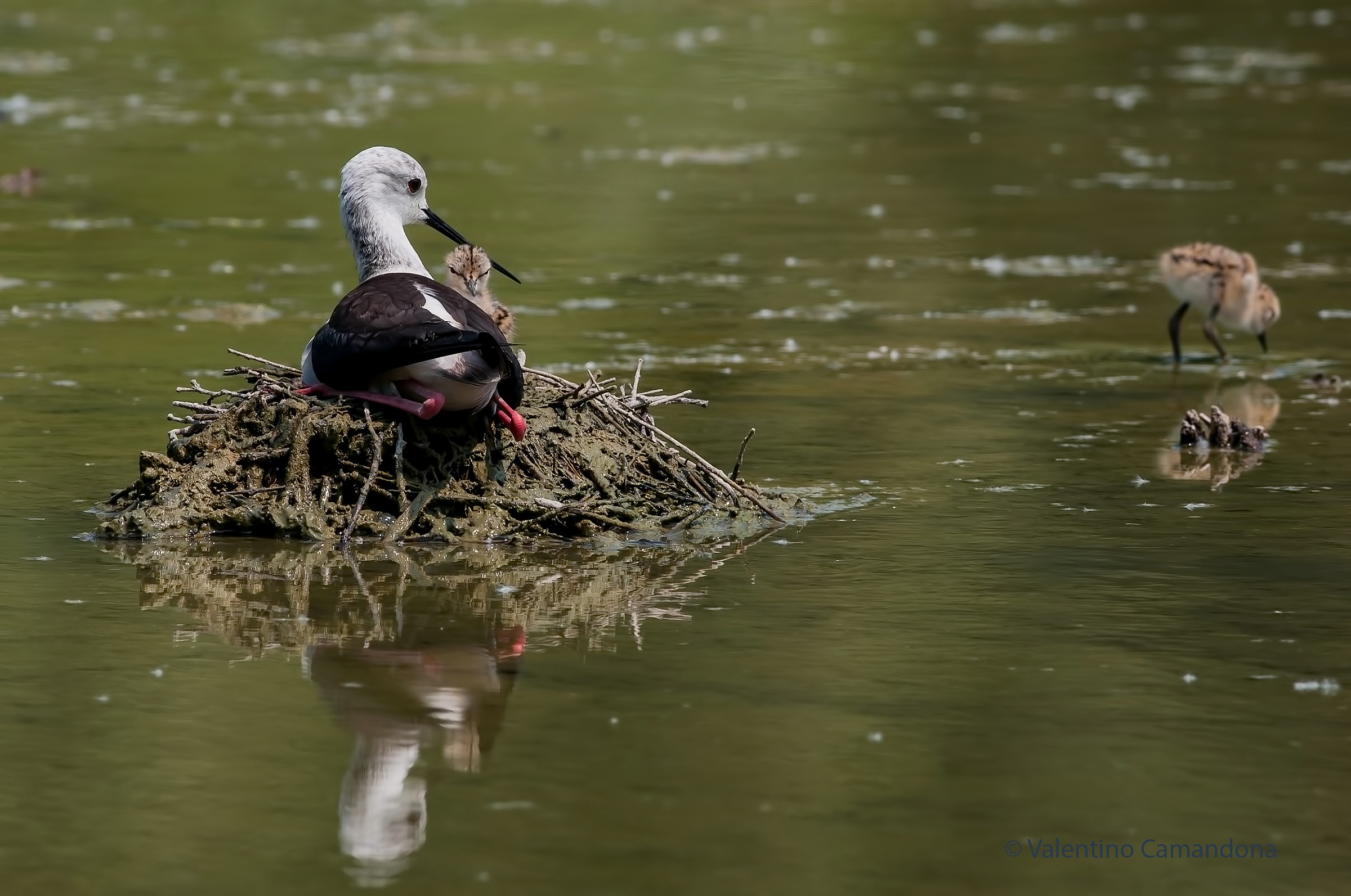Mamma tiene d'occhio la prole