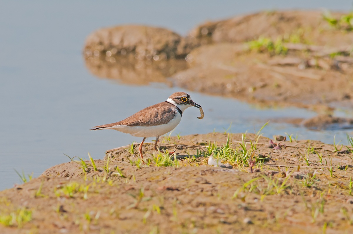 Corriere piccolo con bruco
